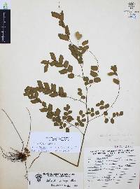 Adiantum amplum image