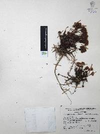 Villadia batesii image
