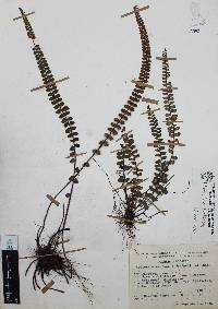 Asplenium castaneum image