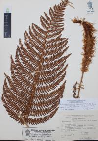 Polystichum speciosissimum image