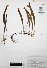 Pleopeltis macrocarpa image