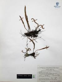 Pleopeltis polylepis image
