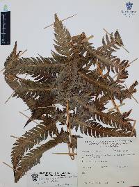 Woodwardia spinulosa image