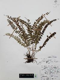Asplenium sandersonii image