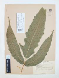 Tectaria heracleifolia image
