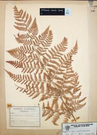 Dryopteris patula image