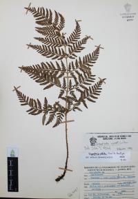 Dryopteris rossii image