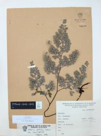 Adiantum andicola image