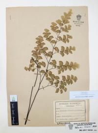 Adiantum braunii image