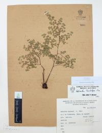 Adiantum tricholepis image