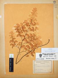 Adiantum braunii image