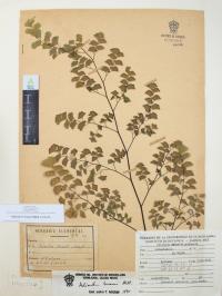 Adiantum braunii image