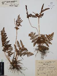 Anemia karwinskyana image