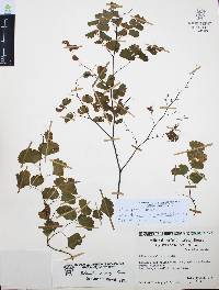Adiantum amplum image