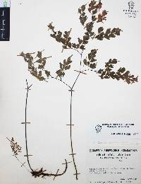 Adiantum andicola image