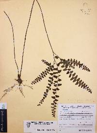Adiantum patens image