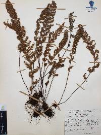Myriopteris myriophylla image