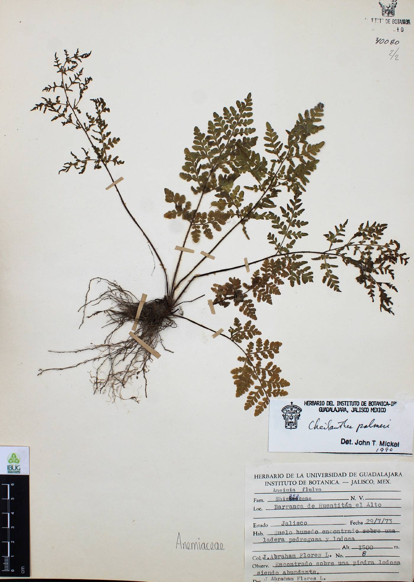 Cheilanthes palmeri image