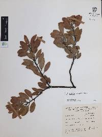 Arctostaphylos pungens image