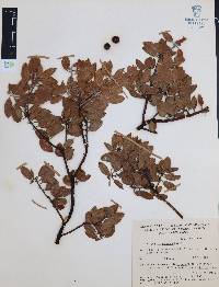 Arctostaphylos pungens image