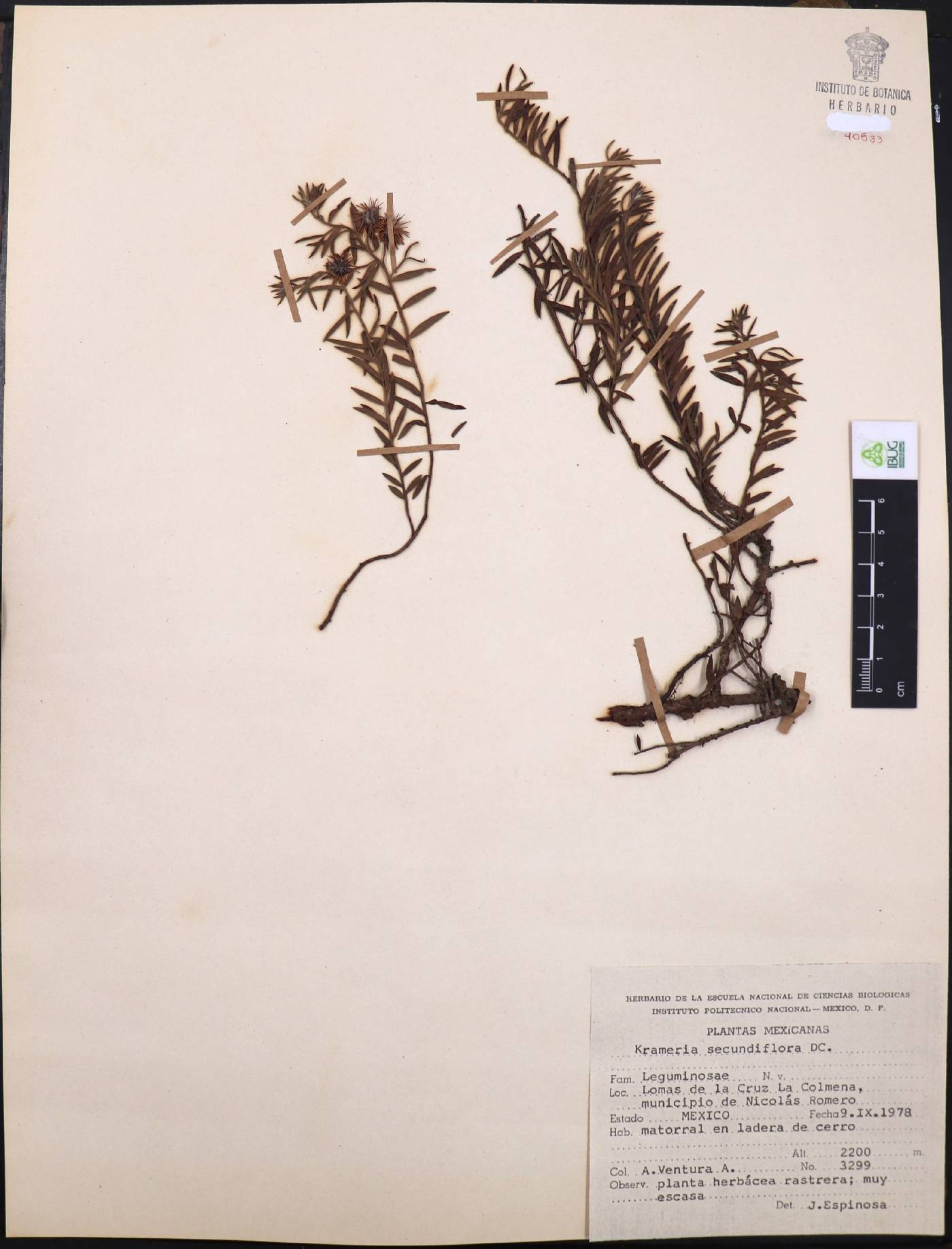 Krameria secundiflora image