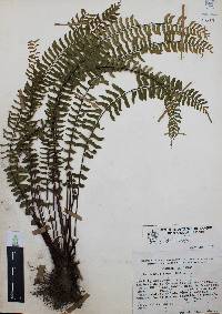 Asplenium monanthes image