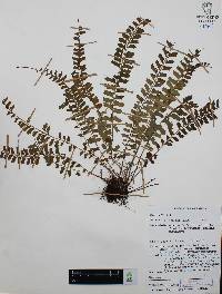 Asplenium sandersonii image
