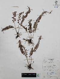 Asplenium sandersonii image