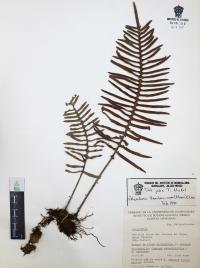 Polypodium sanctae-rosae image