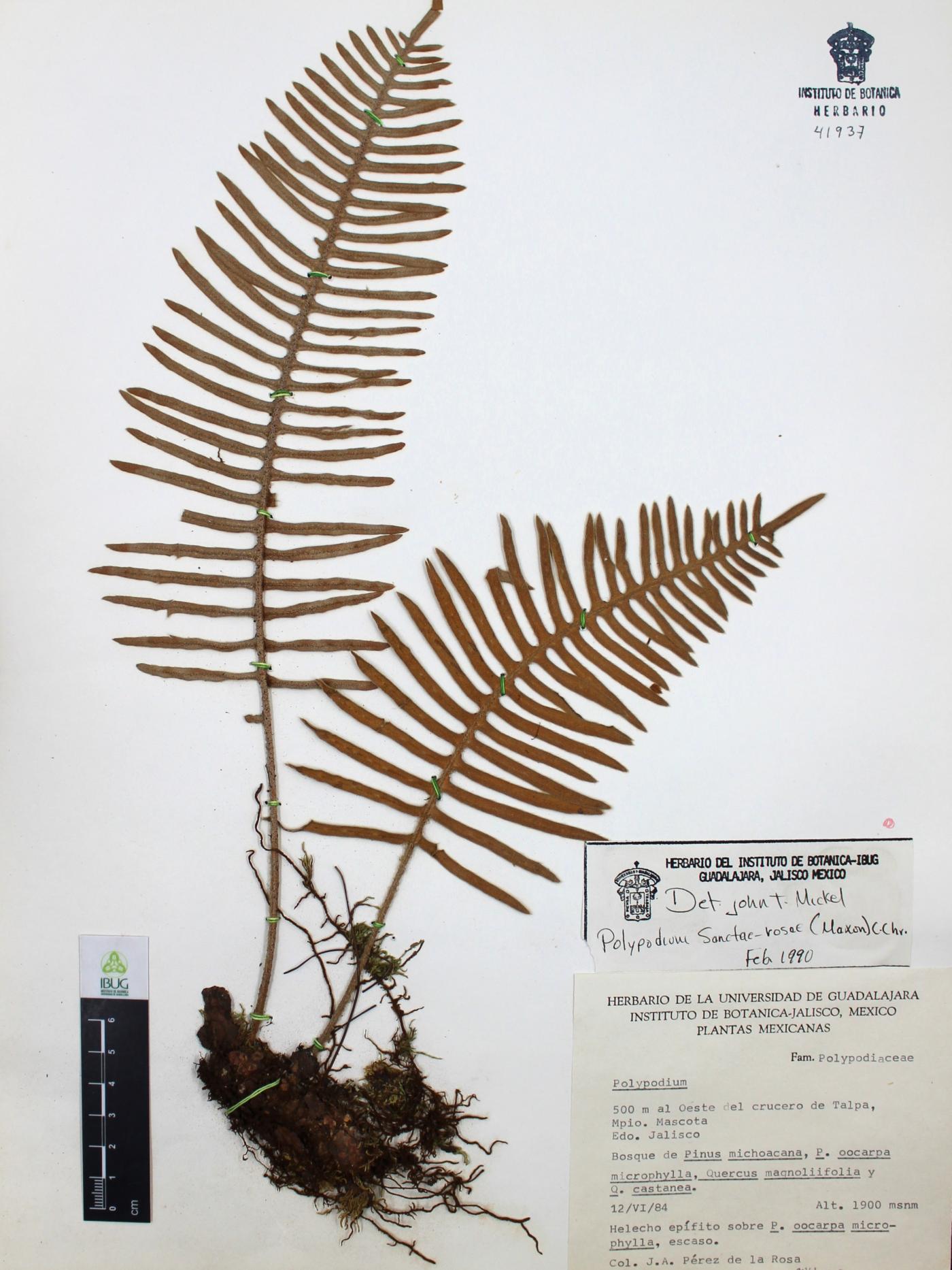 Polypodium sanctae-rosae image