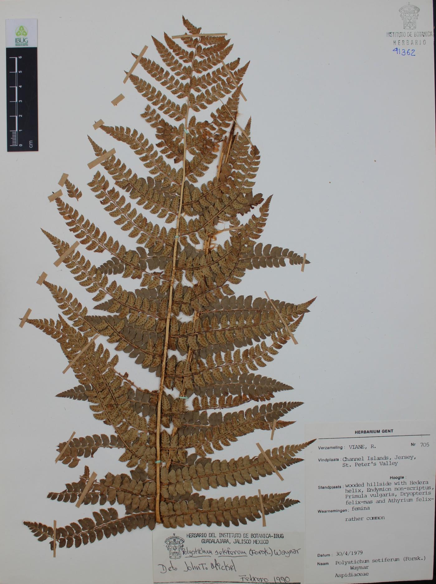 Polystichum setiferum image