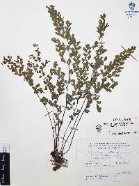 Adiantum capillus-veneris image