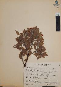 Arctostaphylos pungens image