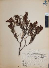 Comarostaphylis polifolia image