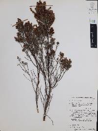 Erica erigena image