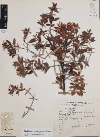 Vaccinium stenophyllum image