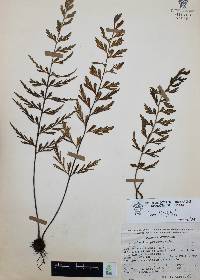 Asplenium aethiopicum image