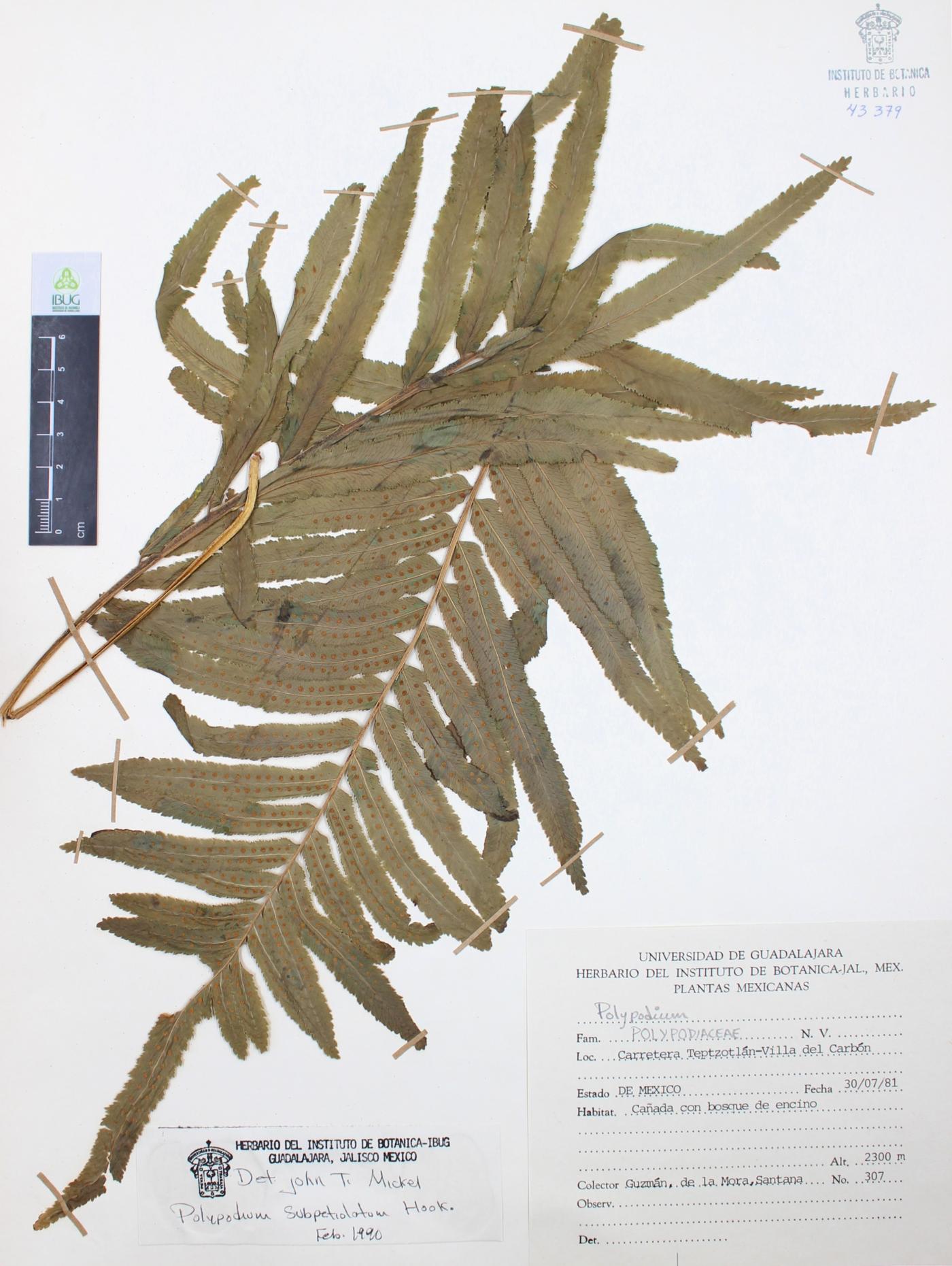 Polypodium subpetiolatum image