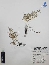 Asplenium cuspidatum image
