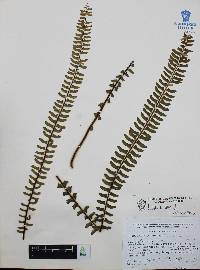Asplenium monanthes image