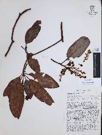 Arbutus xalapensis image