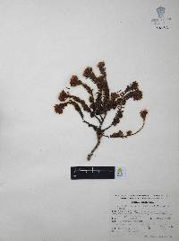 Villadia batesii image