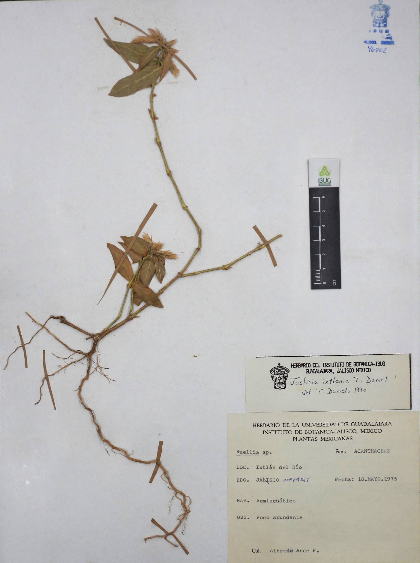 Justicia ixtlania image