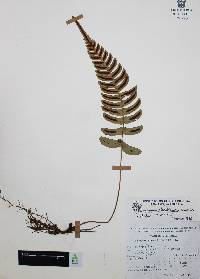 Blechnum glandulosum image