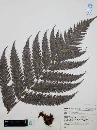 Woodwardia spinulosa image