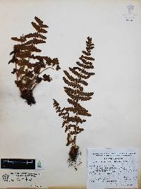Woodsia mollis image