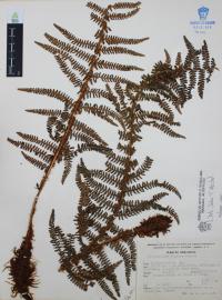 Polystichum distans image