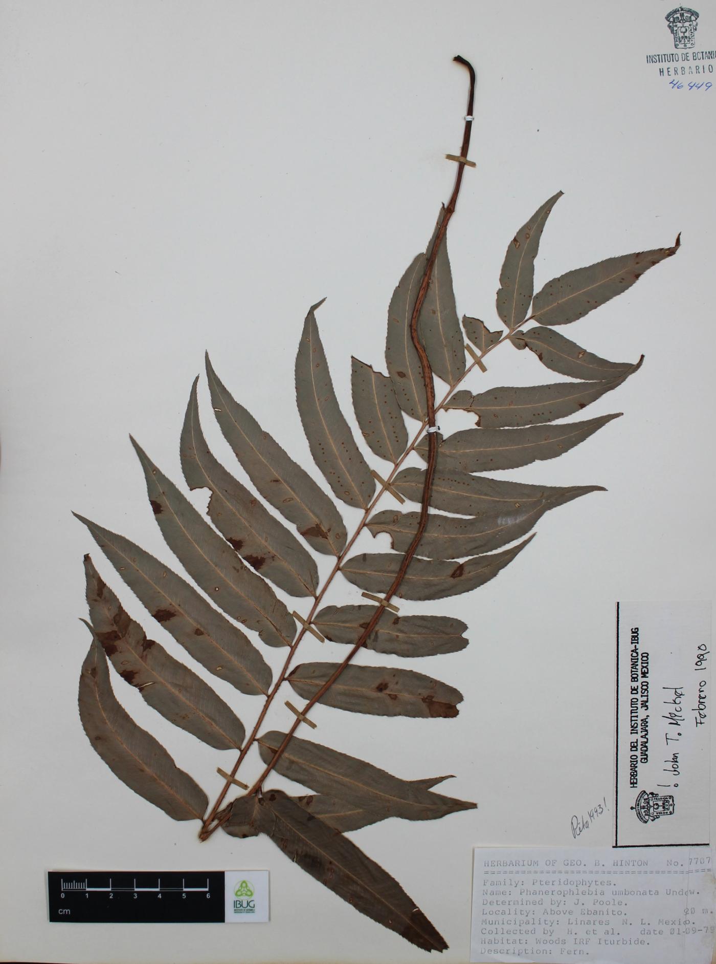 Phanerophlebia umbonata image