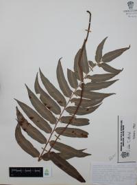 Phanerophlebia umbonata image