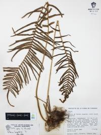 Pteris longifolia image
